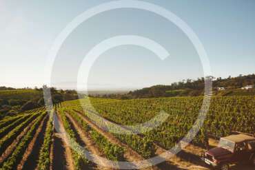 How to Grow Your Vineyard